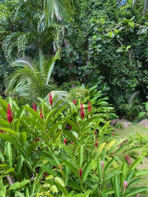 Villa Coco Caraibes Deshaies Luaran gambar