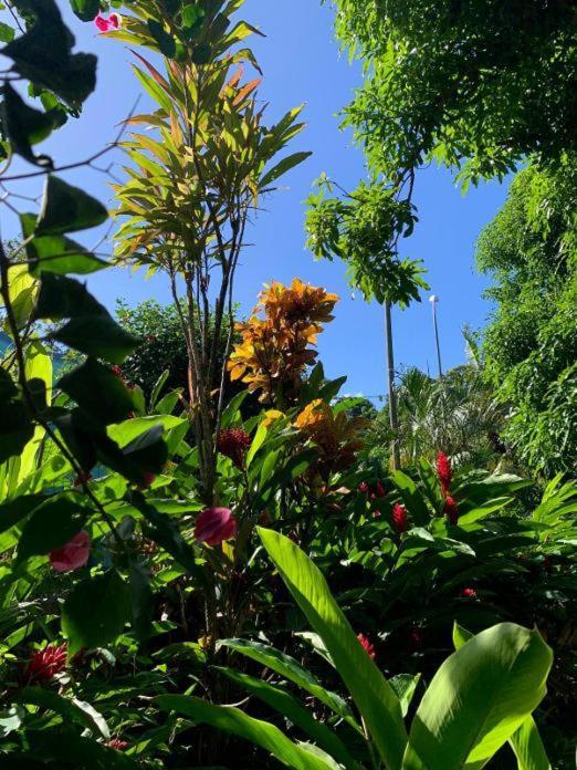 Villa Coco Caraibes Deshaies Luaran gambar